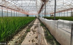 林蛙大棚高效养殖技术如何实现？