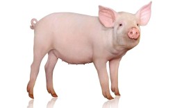 枯草芽孢杆菌养猪技术有何优势？