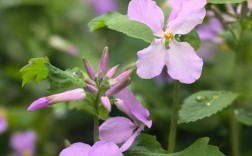 哪些兰花品种在2月开花？