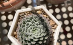 哪些长生草品种最好看？