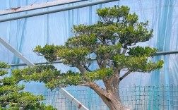 黄杨木哪个品种最值钱？