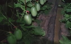 甜瓜人工激素授粉技术如何操作？