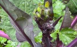 红菜苔籽怎么种植技术