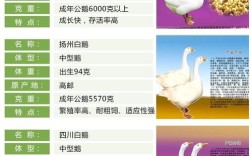 最新鹅优良品种有哪些？