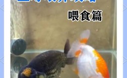 想学养金鱼技术，去哪里学？