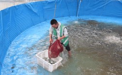 水库养鱼技术视频，如何快速掌握关键技巧？