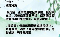 新手养鸡怎么养殖技术