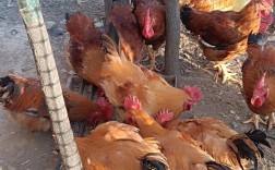 野外养鸡视频，关键技术点在哪？