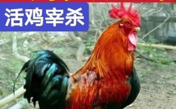 果林高产散养蛋鸡品种怎么选？