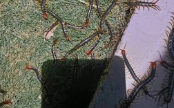 蜈蚣养殖技术价格多少？