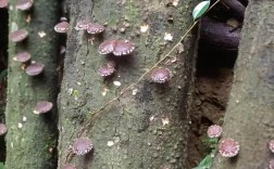 香菇种植视频，如何在家用树木种出香菇？