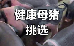 大花白猪品种有哪些？