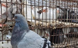 鸽子养殖技术视频，新手如何快速入门？