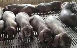 养猪技术去哪学最靠谱？