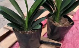 圆宝君子兰是什么品种？