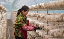 食用菌种培养技术视频，新手能学会吗？