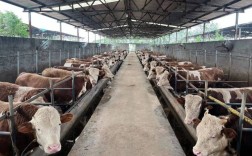 农村养肉牛选啥品种最合适？