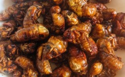 哪里能学到养殖爬拉猴技术？