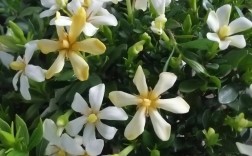 栀子花哪个品种最香？