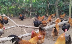 走地鸡养殖如何提升土鸡品质？