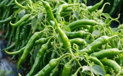 辣椒种植技术视频，怎么种才高产？