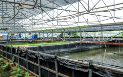 最新罗氏沼虾养殖技术有何突破？