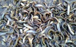 CCTF7泥鳅养殖技术关键点是什么？