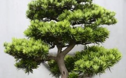 罗汉松品种有哪些？看图识种？