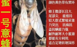 意蜂蜂王品种哪个好？