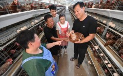 正宗土鸡养鸡技术培训哪里学？