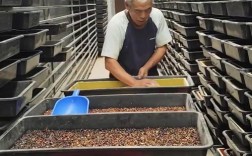 广西黄粉虫养殖技术培训如何入门？