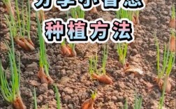 家庭盆栽香葱怎么种才茂盛？