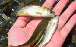 眉山鲫鱼鱼苗批发价多少？