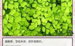 哪些牧草品种适合做牲猪饲料？