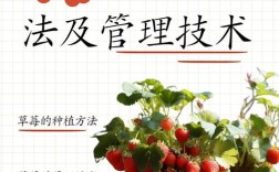 草莓种植技术有哪些关键要点？