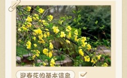 迎春花品种多，如何快速准确鉴别？