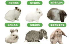 哪种兔子繁殖速度最快？