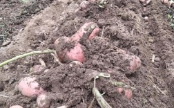 亩产万斤土豆品种真的存在吗？