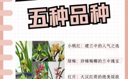 叶片如何区分建兰品种名？