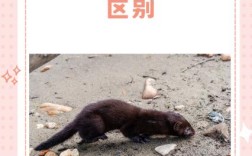 水貂养殖技术属于哪个学科？