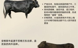 哪种牛堪称世界最佳种牛品种？