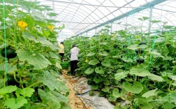 大棚冬季南瓜种植技术
