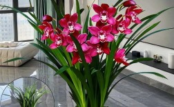 君子兰什么品种最名贵