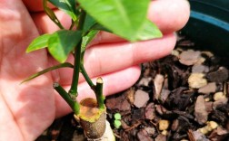 观赏金桔怎么养殖才能枝繁果硕？日常养护中光照、水肥、修剪有哪些关键技术要点？