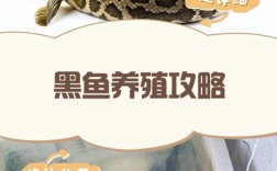 黑鱼养殖全套视频，新手能学会吗？