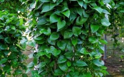 什么品种绿萝易长藤？