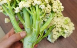 有机菜花种植技术视频