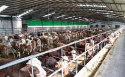 云南适合养哪些牛品种？