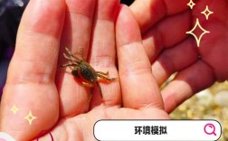 螃蟹养殖技术有哪些关键要点？