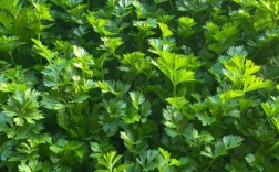 芹菜的种植与施肥技术